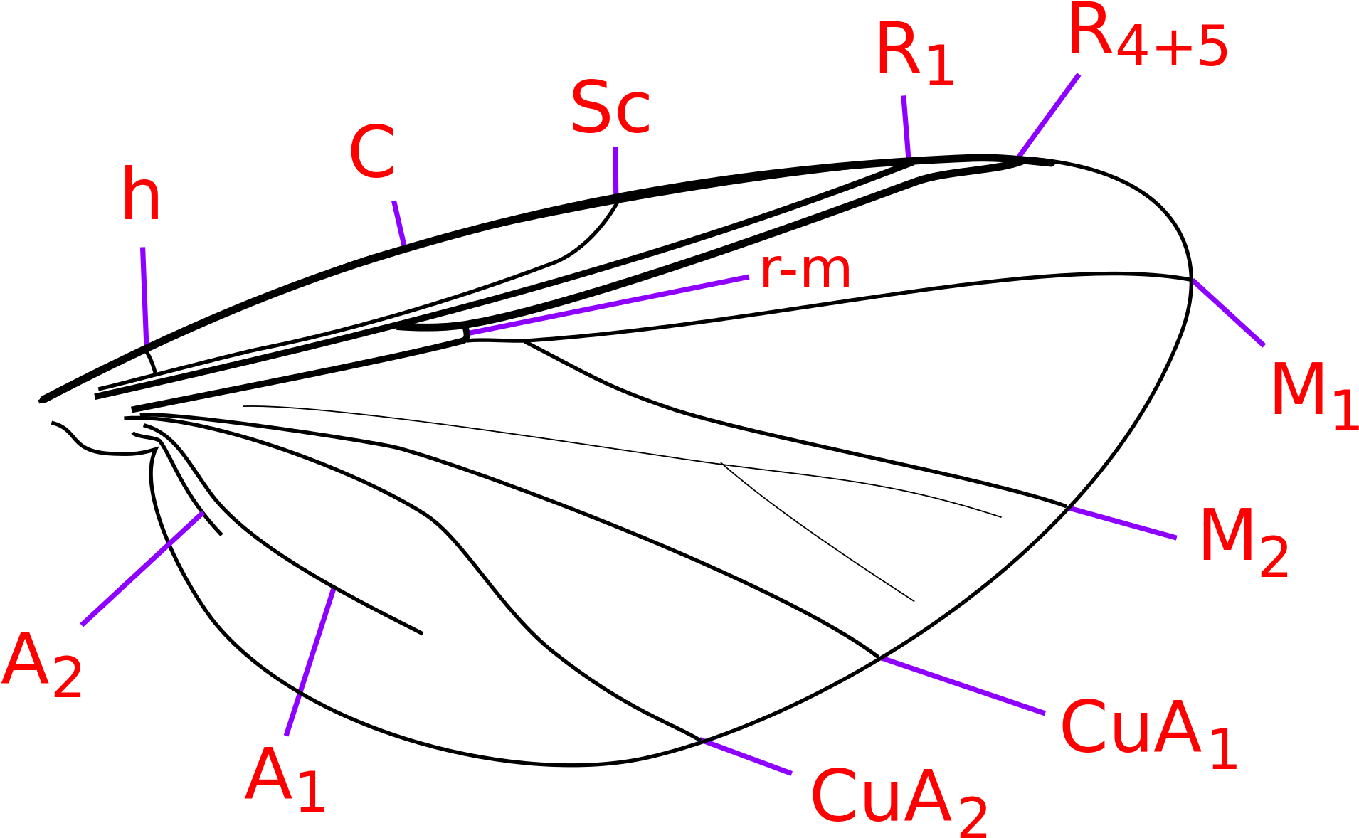 Open - Simuliidae Wing (2000x1250), Png Download