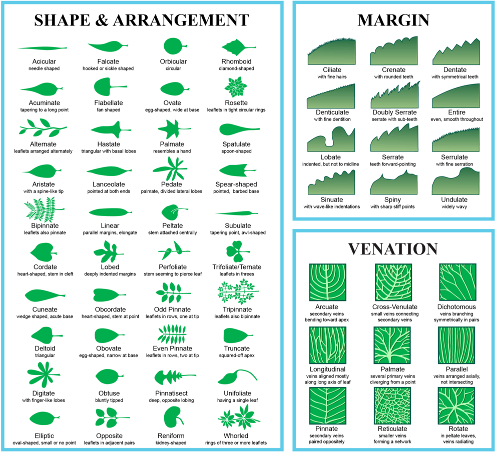 Leaf Morphology - Different Type Of Leaves Name (1023x938), Png Download
