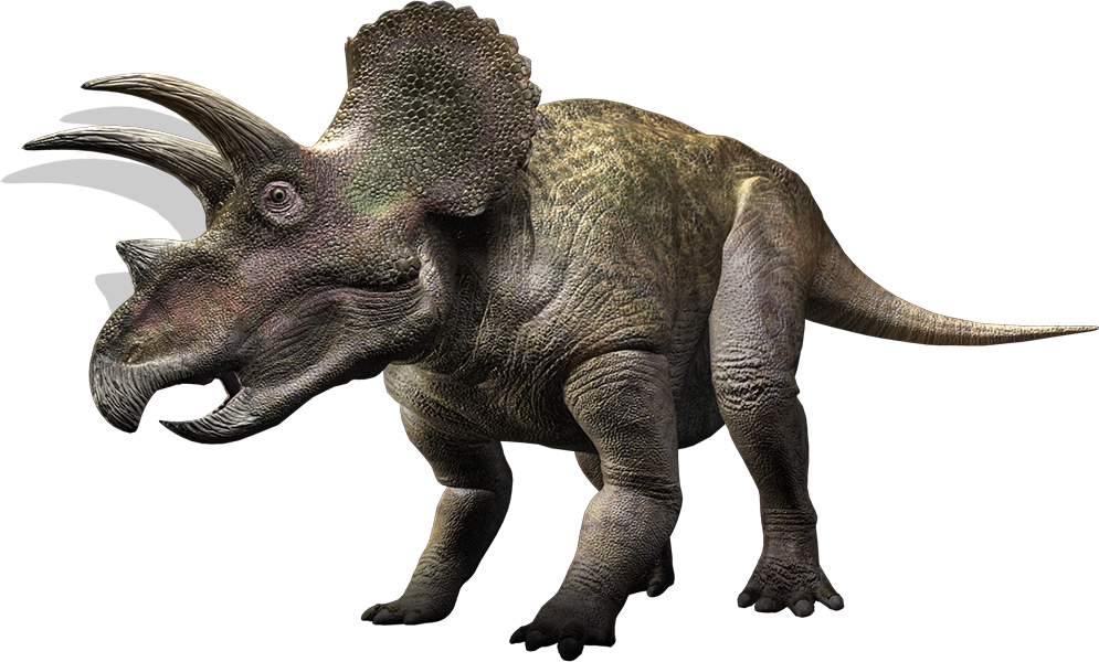 Triceratoppings - Triceratops Hd Transparent (995x600), Png Download