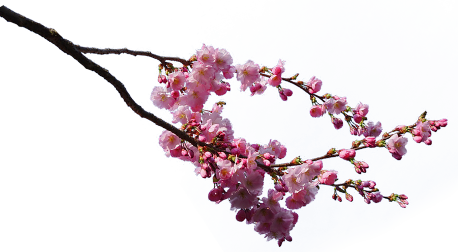 Sakura Tree Branches Png (900x495), Png Download