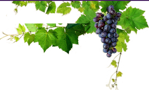 Suco De Uva Melina - Grape (491x295), Png Download