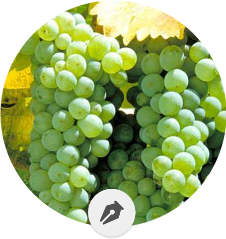 Las 12 Variedades De Uva Blanca Más Importantes - Sauvignon Blanc (460x521), Png Download