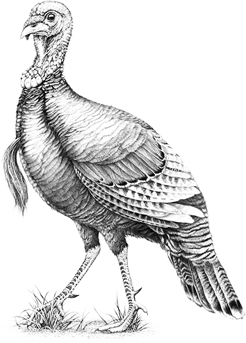 Wild Turkey Png Banner Royalty Free Library - Wild Turkey 101 Logo (354x494), Png Download