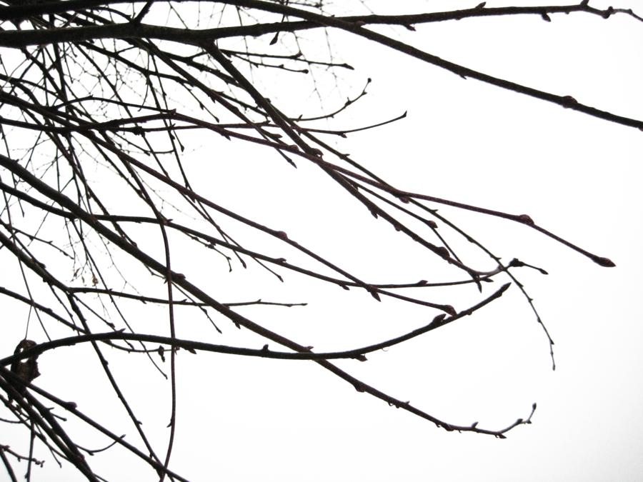 Branch Png Transparent Images - Branch Shadow Png (900x675), Png Download