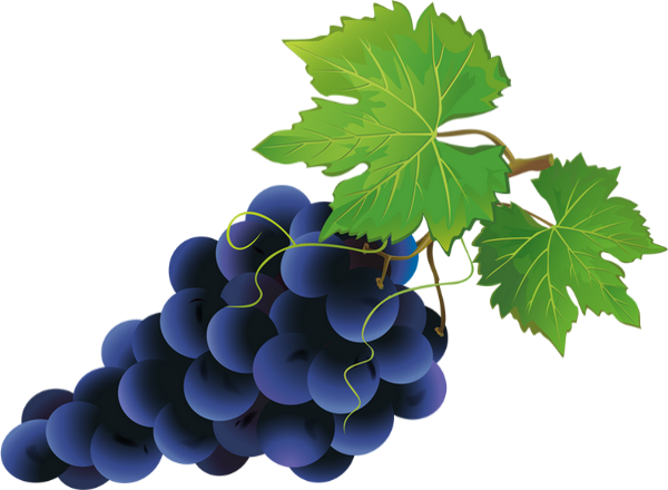 Czarne Winogrona Png - Blaue Trauben Clipart (600x440), Png Download