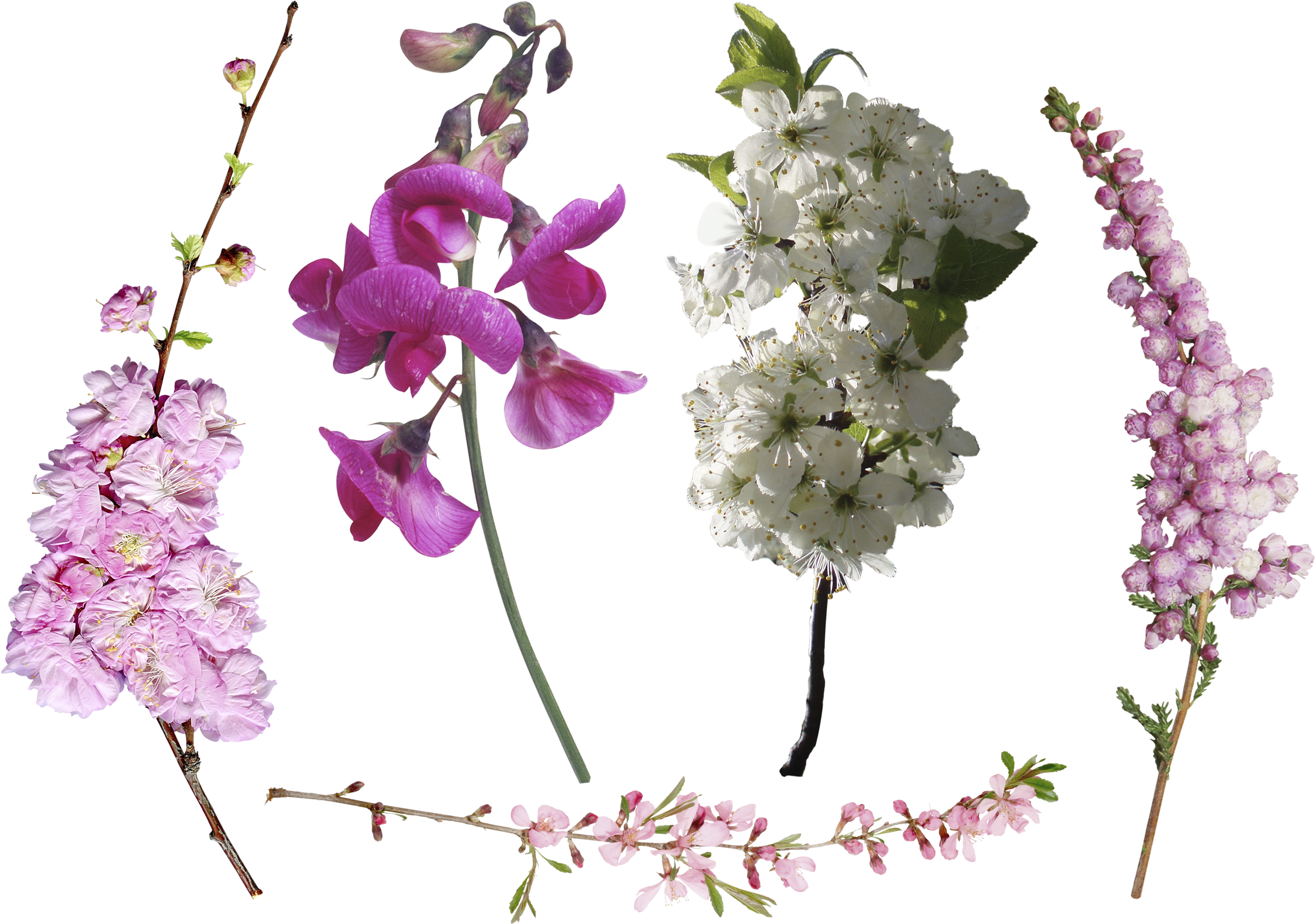Photoshop Overlays, Photoshop Actions, Photoshop Tutorial, - Overlay Transparent Flowers (3508x2480), Png Download