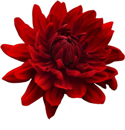 Red Tumblr Overlays - Red Flower Transparent Background (500x500), Png Download