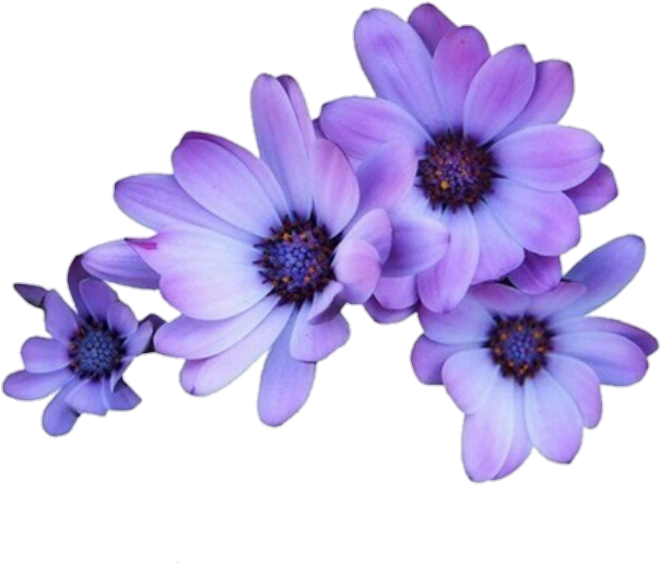 Flowers Purple Tumblr Overlays Editingneeds Foredit - Transparent Purple Flowers (687x558), Png Download