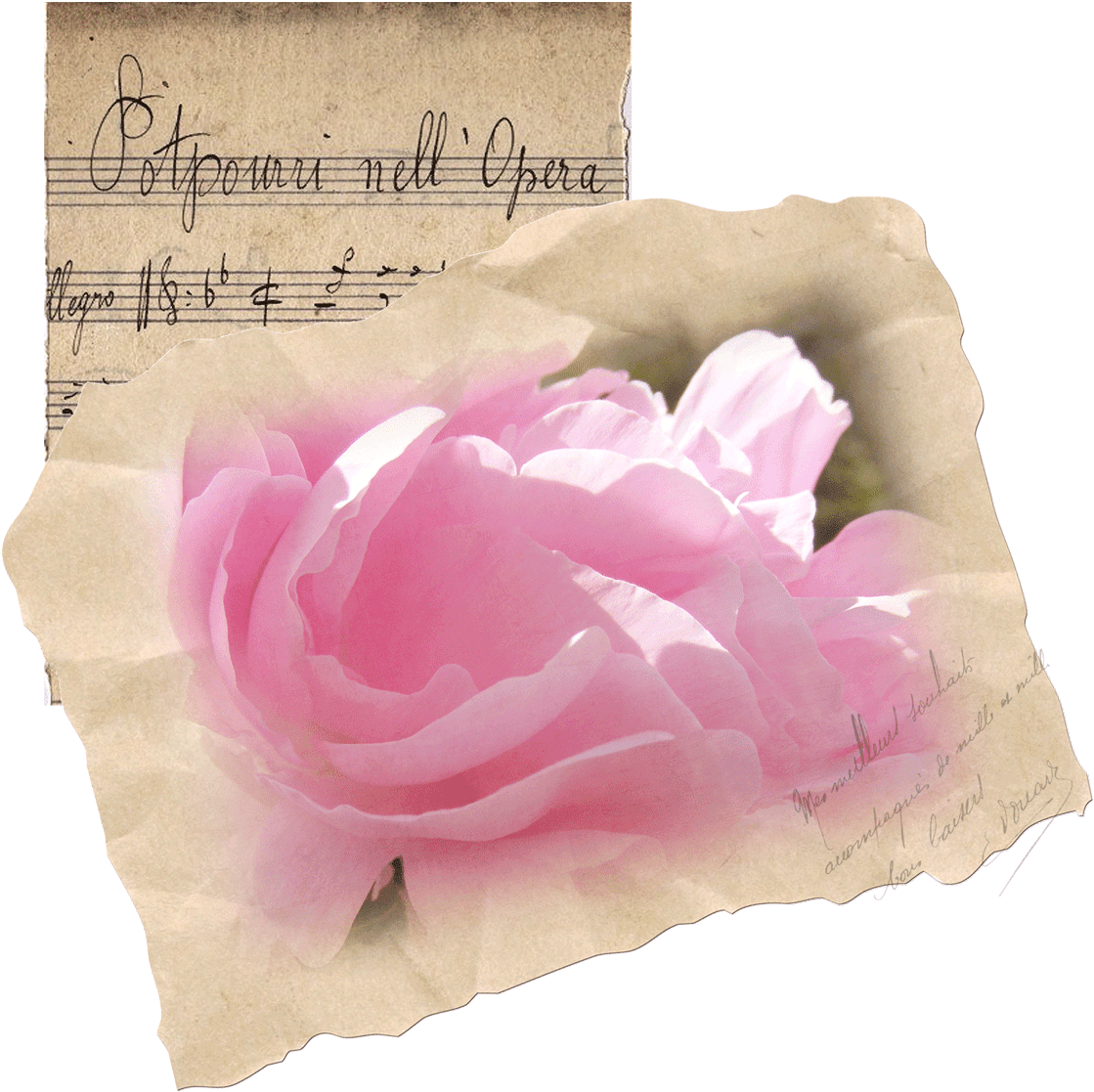 If You've Never Checked Out Leslie Nicole's Wonderful - Garden Roses (1200x1185), Png Download