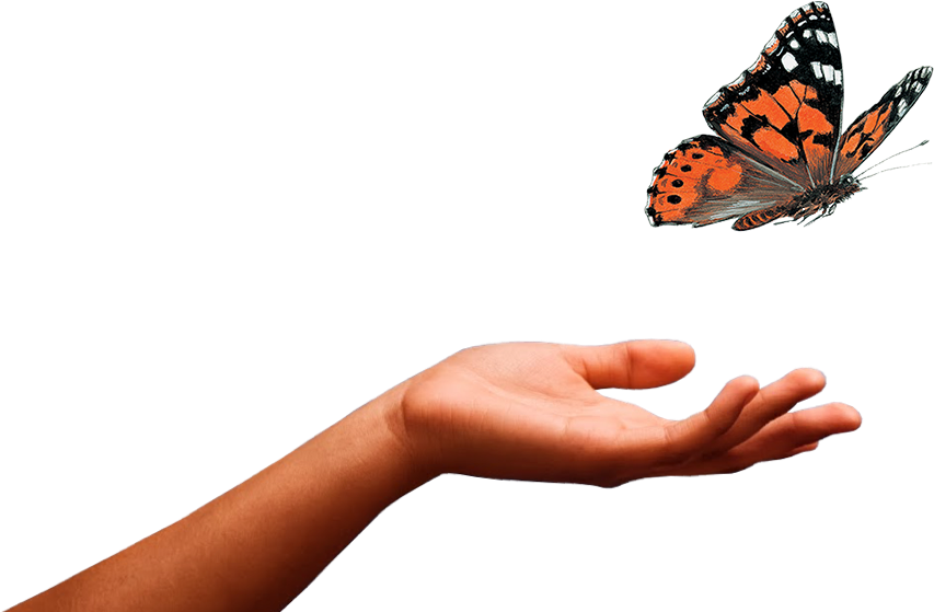 Butterfly - Insect Lore Live Butterfly Garden, Netted Pavilion (865x558), Png Download