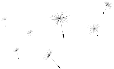 Hd Transparent Images Pluspng - Dandelion (535x331), Png Download