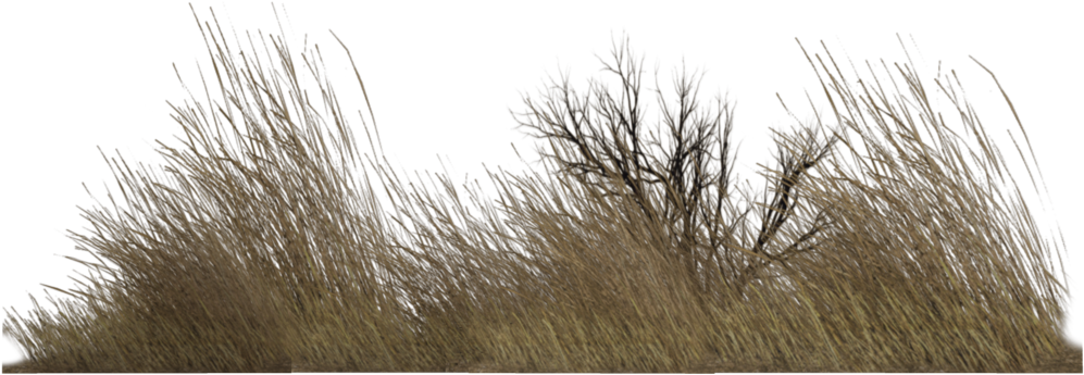 Dry Grass Png - Imagenes Png De Vegetacion (1024x639), Png Download