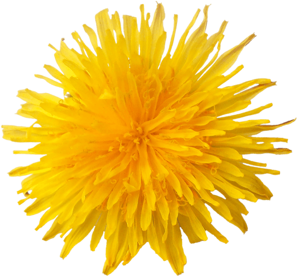 Dandelion Flower - Dandelion (640x597), Png Download