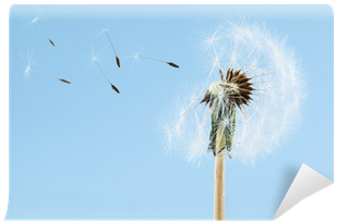 Desert Palm (400x400), Png Download