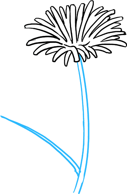 How To Draw Dandelion - Drawing (680x678), Png Download