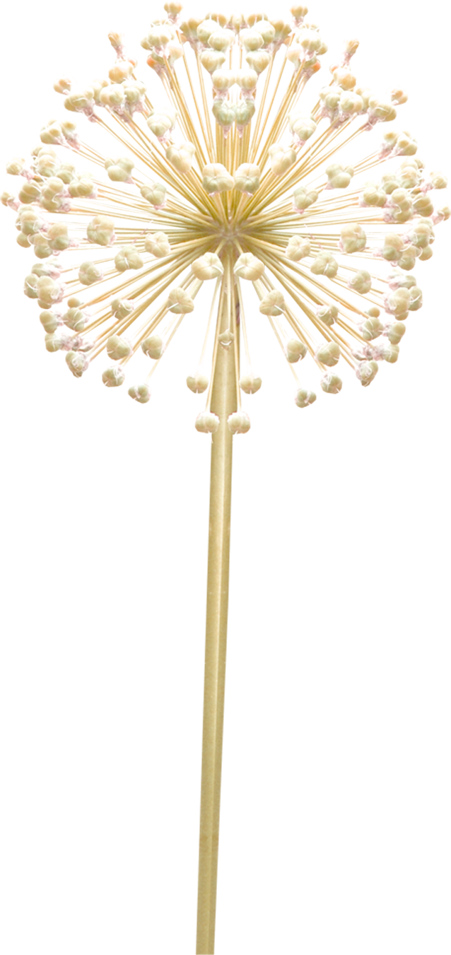 Thewayyouare-dandelion Via Image - Floral Design (638x1351), Png Download