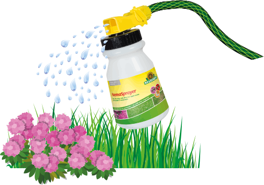 Keep Area Moist For The Next 3 Days - Dianthus (533x375), Png Download