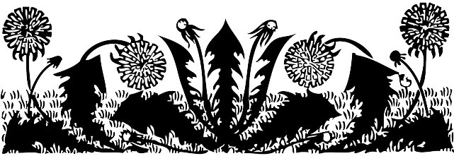 Dandelion Outline, Yellow, Plants, Flowers, Dandelions, - Dandelion Leaves Black And White (640x320), Png Download
