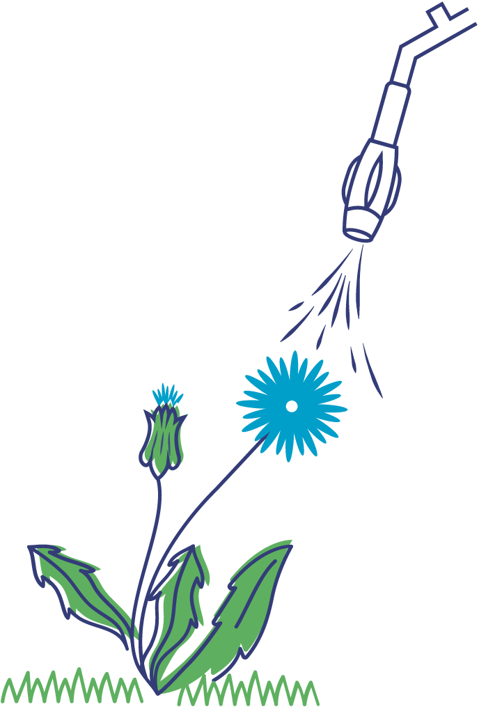 Illustration Dandelion Plant - Dandelion (688x1015), Png Download