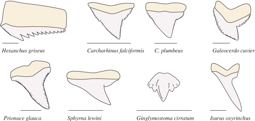 Morphological Diversity In Shark Teeth - Shark Tooth (850x402), Png Download