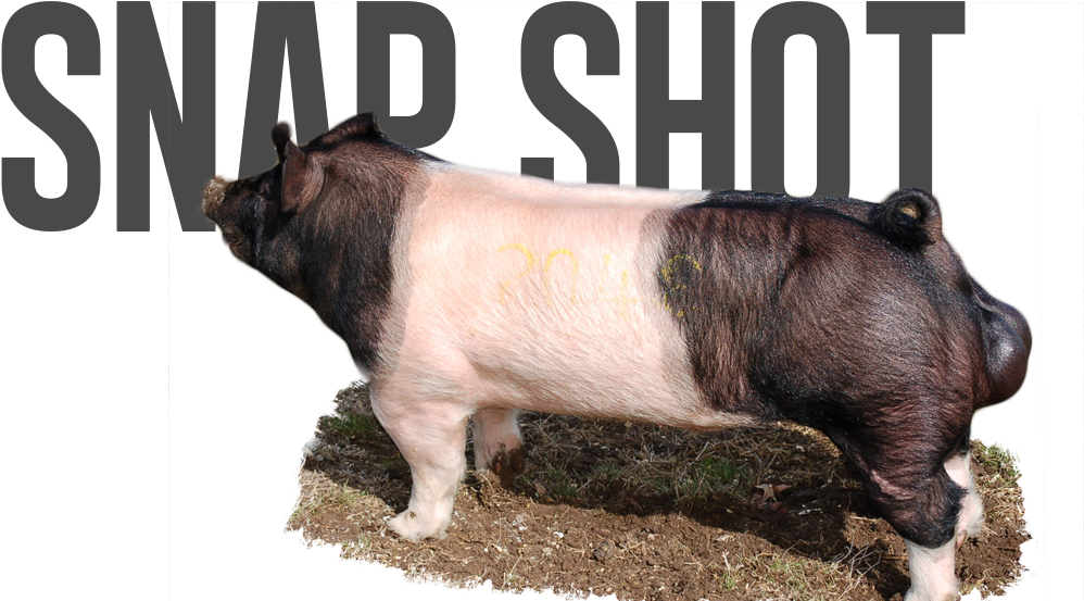 Paparazzi X Best Man - Domestic Pig (1131x576), Png Download