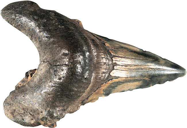 What's On The Van Shark Tooth Fossil - Shark (671x486), Png Download