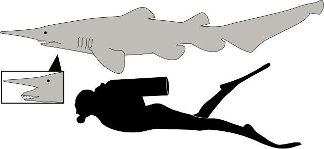 Diagram Of A Goblin Shark With Jaws In Normal And Extended - Goblin Shark Compared To Human (640x295), Png Download