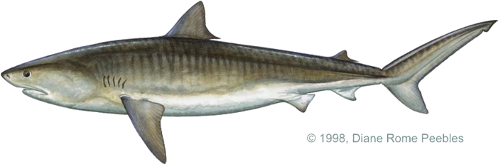 All-tackle World Records - Tiger Shark From The Side (720x266), Png Download
