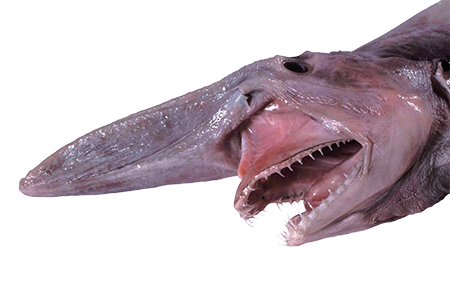 A Goblin Of A Shark - 哥 布 林 鯊 (450x299), Png Download
