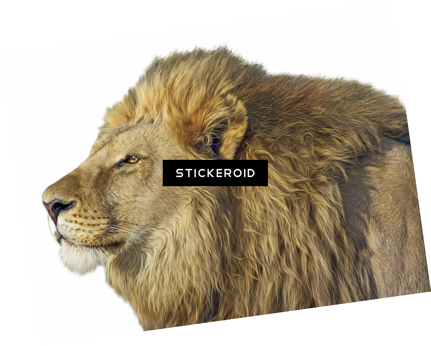 Lion Animals - Lion (1475x1182), Png Download