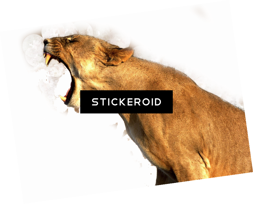 Lion - Lions Poster Photo Print 32x24 (984x793), Png Download