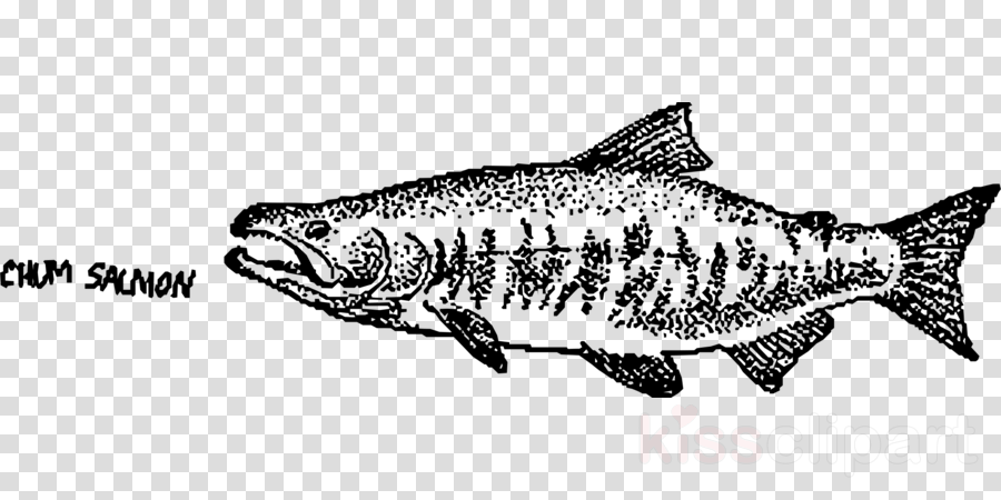 Salmon Clipart Fish Chum Salmon (900x450), Png Download