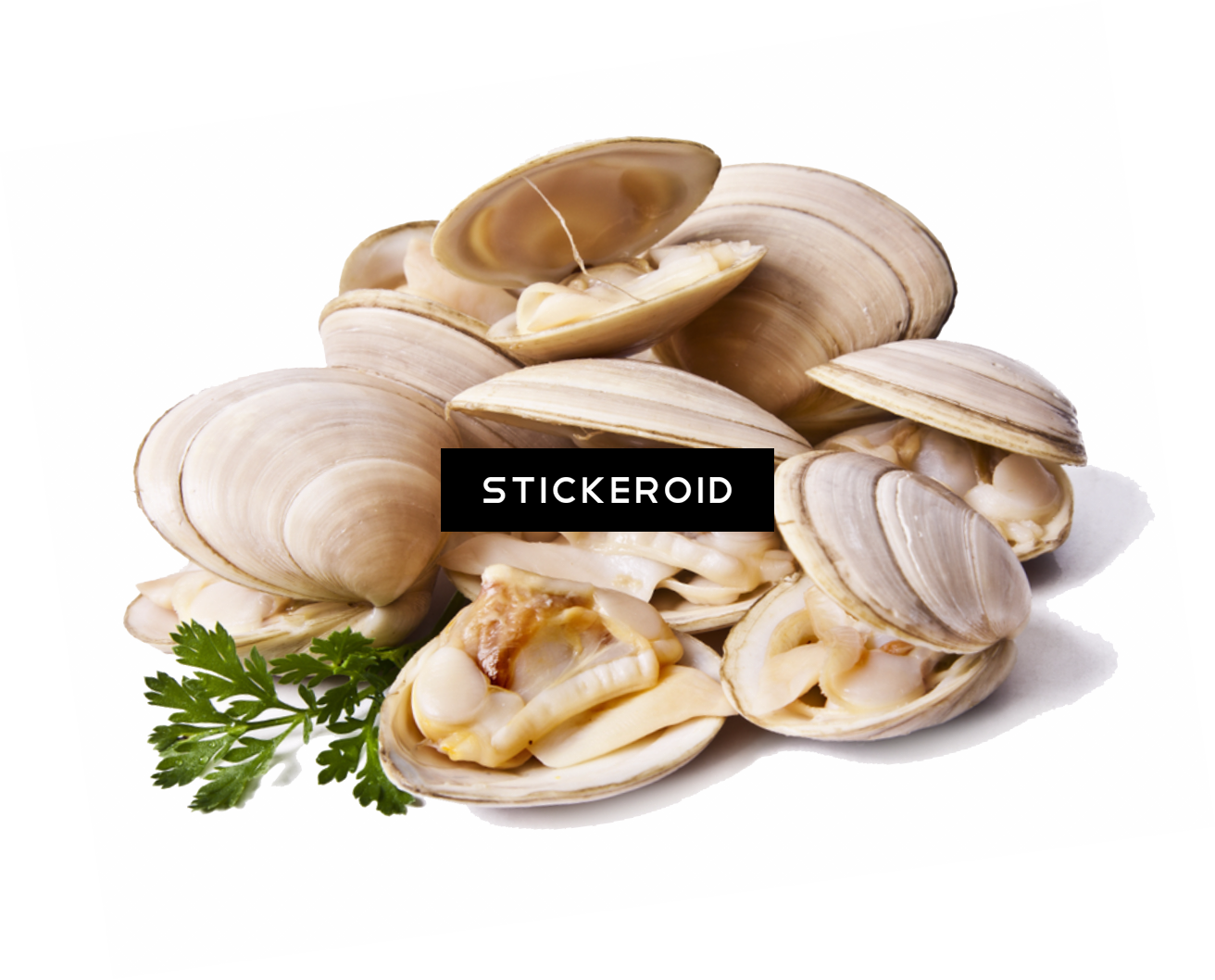 Clams Animals Clam - Cloudy Bay Clams (1312x1058), Png Download