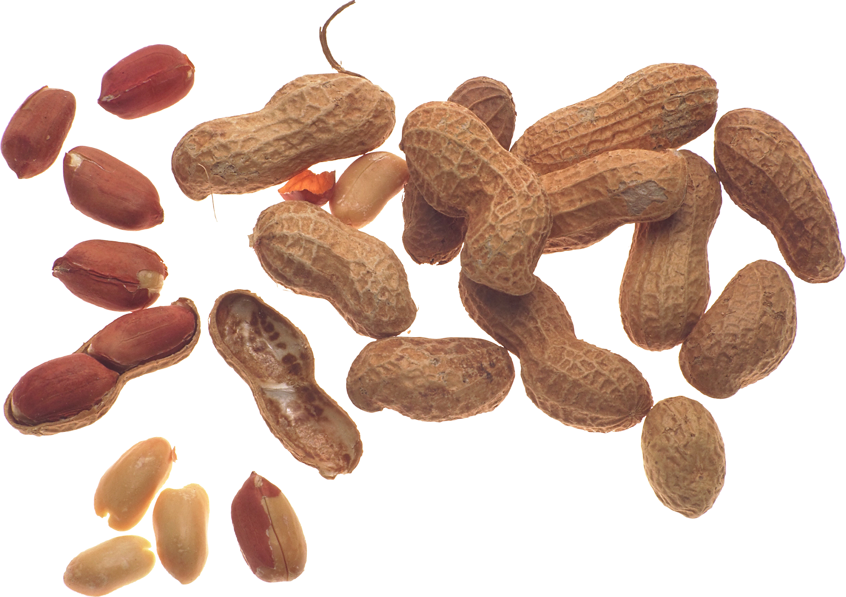 Peanut (2783x1962), Png Download