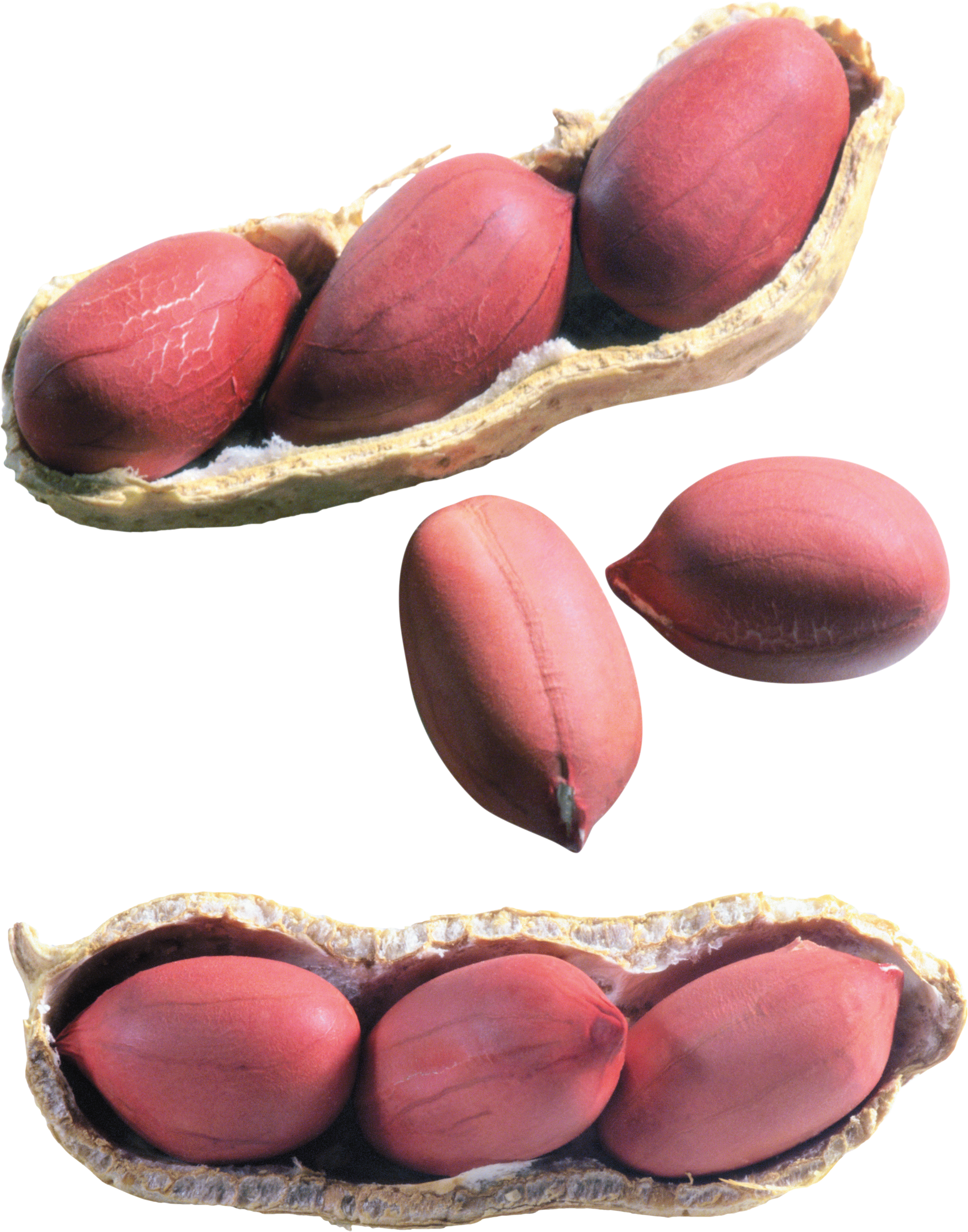 Peanut (3264x4153), Png Download