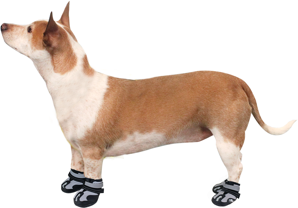 Alcott Explorer Adventure Dog Boots (1000x762), Png Download