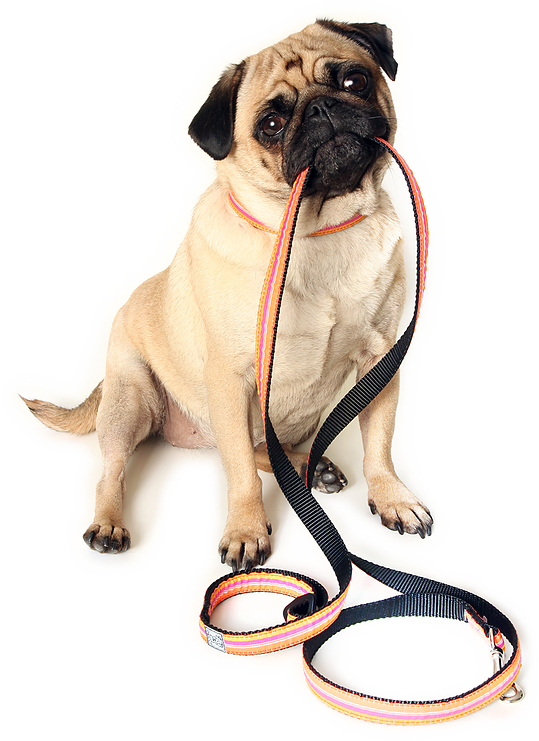 Walking Dog Png Jpg Library Download - Dog Ready For Walk (539x741), Png Download