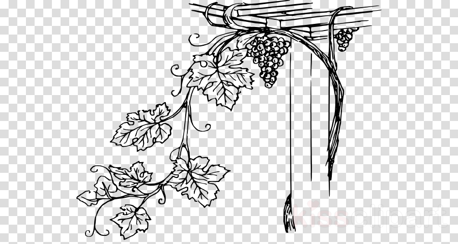 Grape Vine Clipart Common Grape Vine Vitis Girdiana - Water Droplets Transparent Background (900x480), Png Download