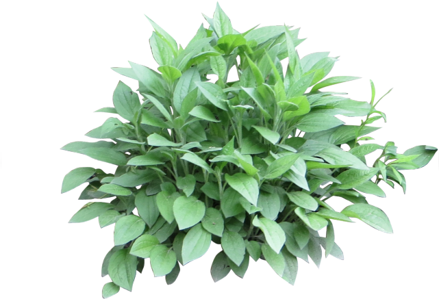 Potted Plants Clipart Shrub Plant - Shrub Photoshop (640x480), Png Download