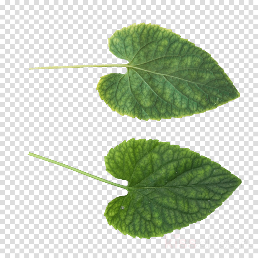 Download Leaf Png Clipart Clip Art Leaf - Portable Network Graphics (900x900), Png Download