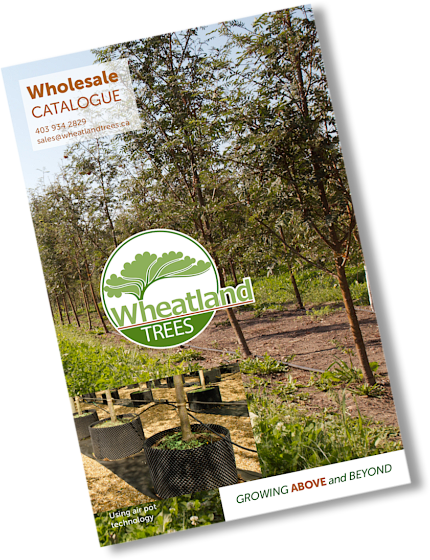 Wheatland Trees Wholesale Catalogue - Flyer (847x1109), Png Download