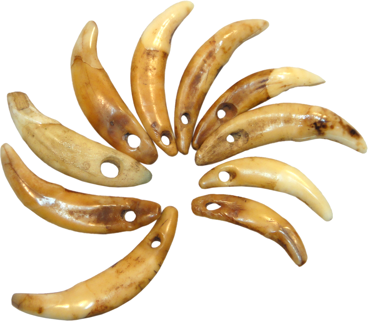 Papua New Guinea, Pierced Dog Canine Teeth - Matoke (1181x1181), Png Download
