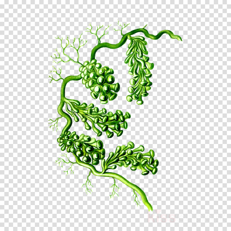 Seaweed Clipart Seaweed Algae Clip Art - Poster: Siphoneae Nature Art Print Poster By Ernst (900x900), Png Download
