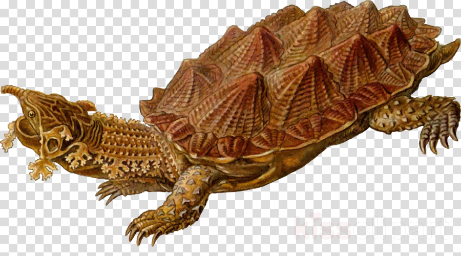 Prehistoric Turtles Clipart Turtle Prehistory Reptile - Prehistoric Turtle Shower Curtain (900x500), Png Download