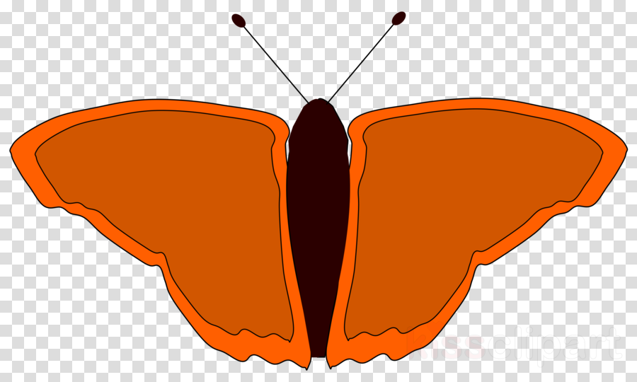 การ์ตูน ผีเสื้อ ภาพ โปร่งใส Clipart Butterfly Clip - Clip Art (900x540), Png Download