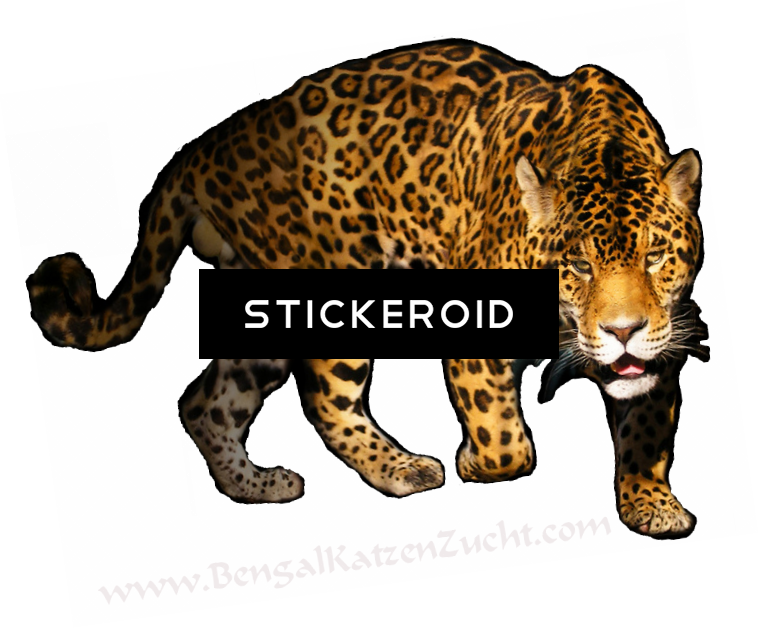 Leopard - Vliesová Fototapeta Dimex Panter | 220x220 Cm (758x628), Png Download