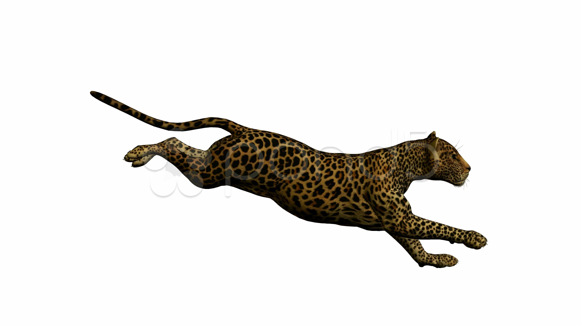 Running Leopard Png Photo - Leopardo Corriendo En Fondo Blanco (1920x1080), Png Download