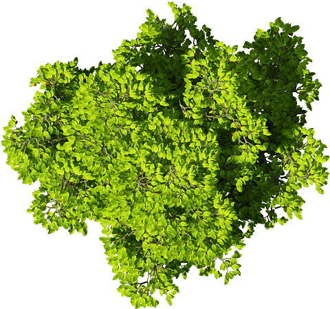 Cây Photoshop Tree Photoshop, Photoshop Texture, Photoshop - Vegetable (800x600), Png Download