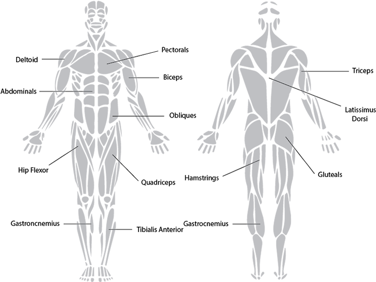 Antagonistic Muscle Action - Best Exercise Targeting Each Muscle Group (760x562), Png Download