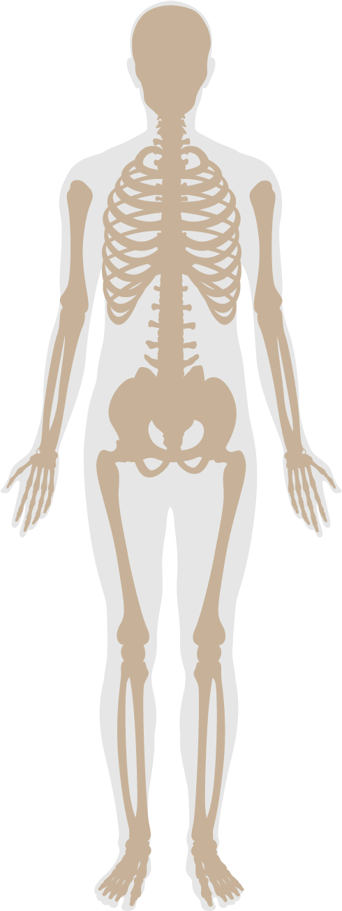 In Addition, Features Provide Guidelines For Fitness - Skeleton (504x1302), Png Download